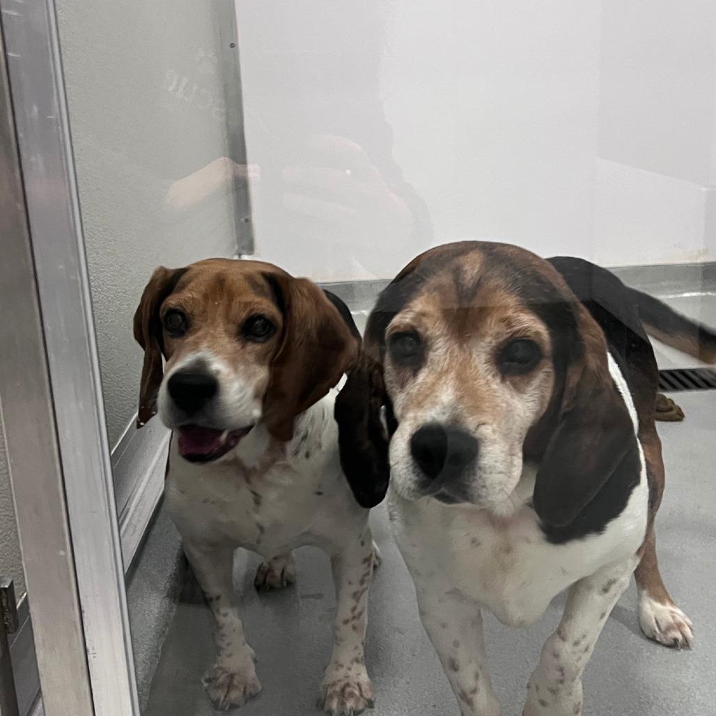 Einhorn (bonded with Finkle)