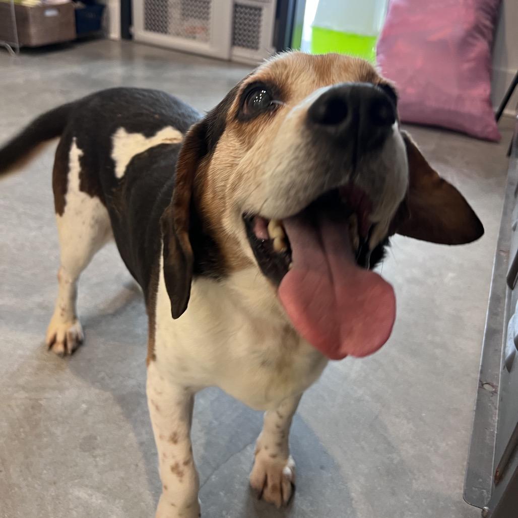 Enlarge Einhorn (bonded with Finkle), a Adoptable mixed breed in Chicago, IL image 2/5