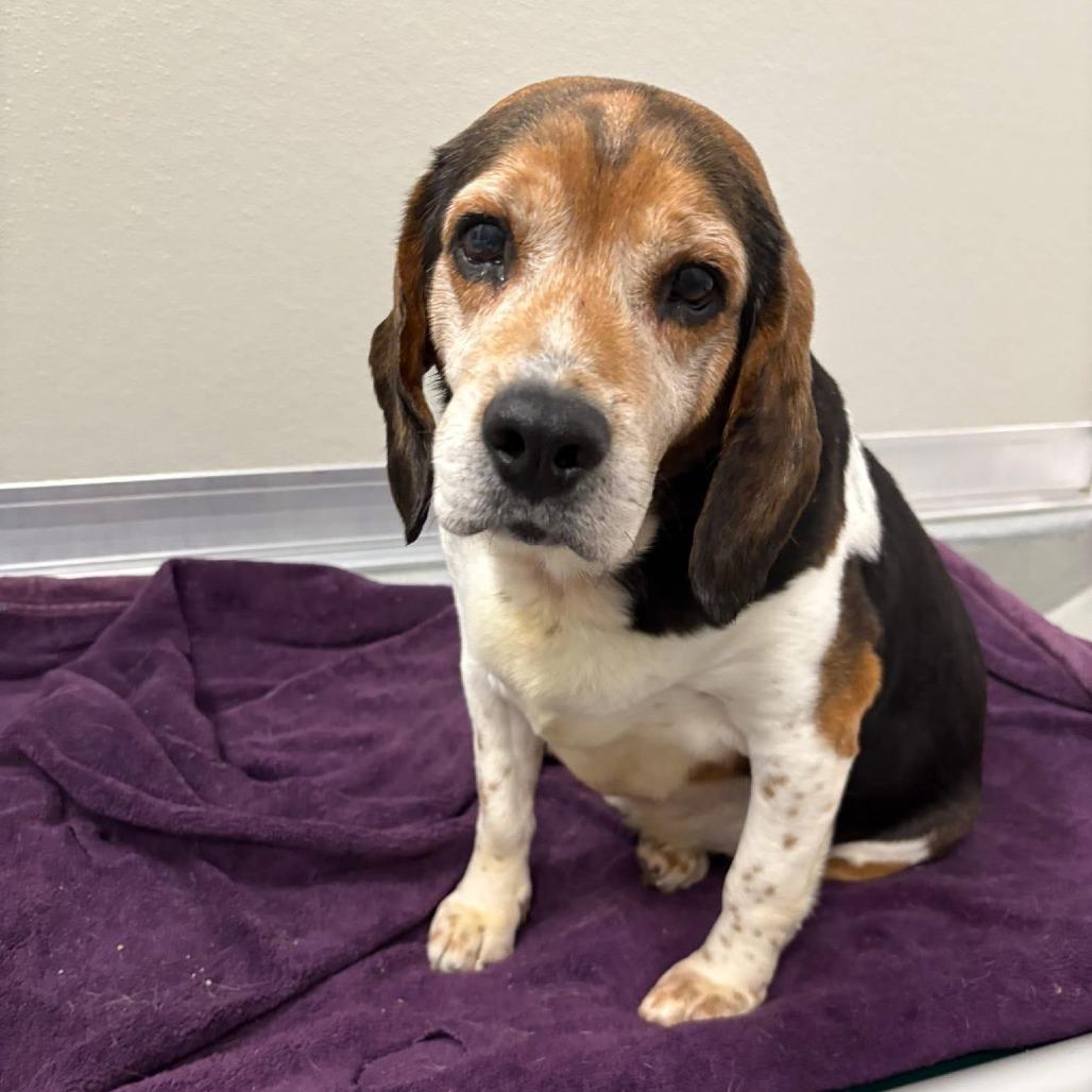 Enlarge Einhorn (bonded with Finkle), a Adoptable mixed breed in Chicago, IL image 3/5