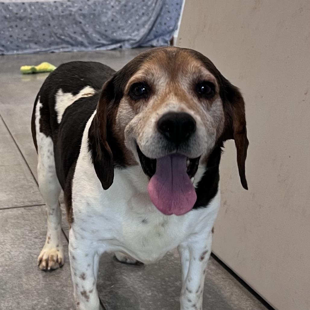 Enlarge Einhorn (bonded with Finkle), a Adoptable mixed breed in Chicago, IL image 4/5