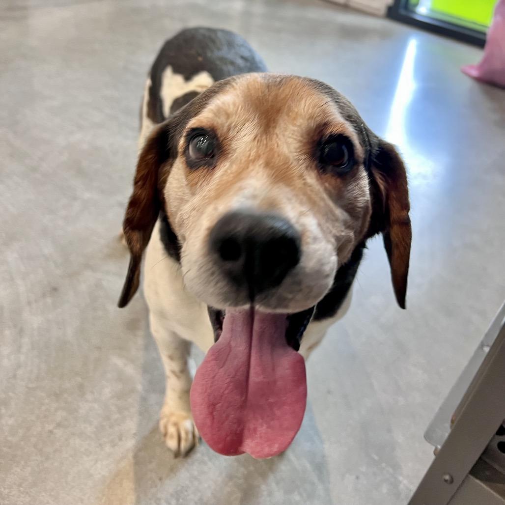 Enlarge Einhorn (bonded with Finkle), a Adoptable mixed breed in Chicago, IL image 5/5