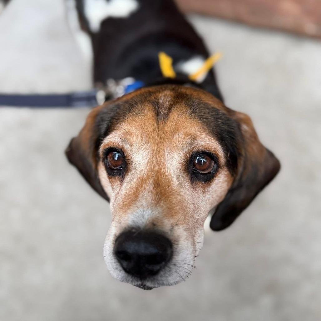 Enlarge Einhorn, a Adoptable mixed breed in Chicago, IL image 4/4