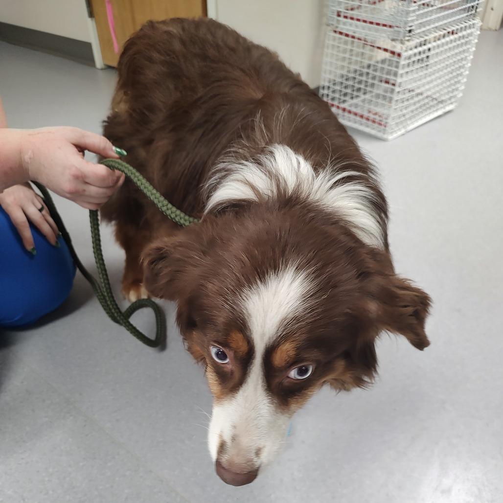 Red aka Scout, Adoptable, Adult Male Australian Shepherd.