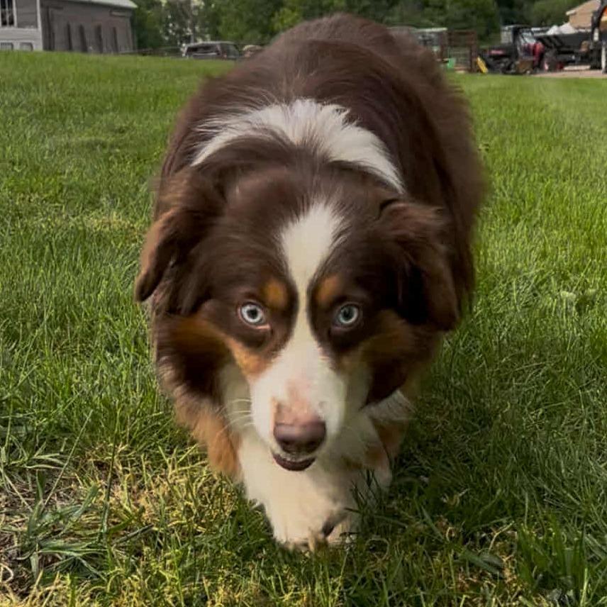 Enlarge Red aka Scout, a Adoptable Australian Shepherd in Ada, MN image 2/6