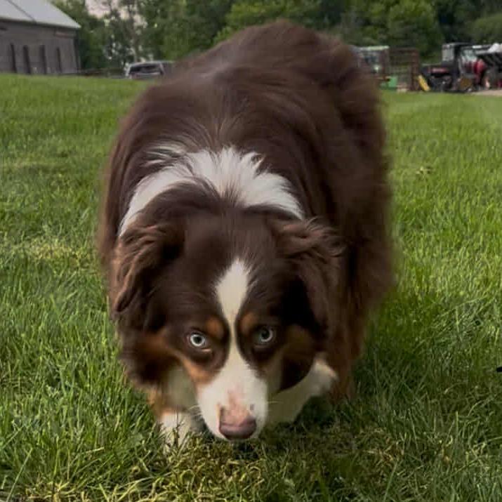 Enlarge Red aka Scout, a Adoptable Australian Shepherd in Ada, MN image 3/6