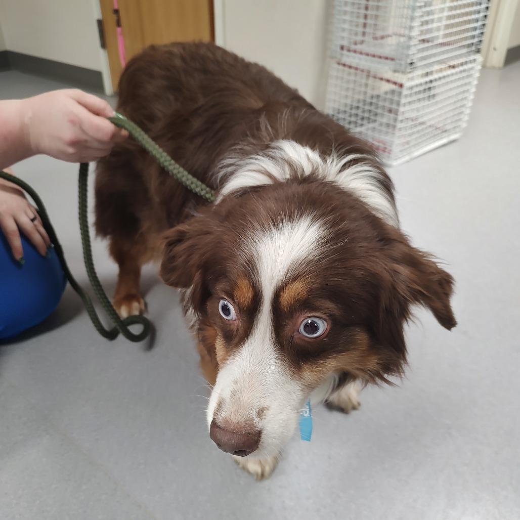Enlarge Red aka Scout, a Adoptable Australian Shepherd in Ada, MN image 4/6