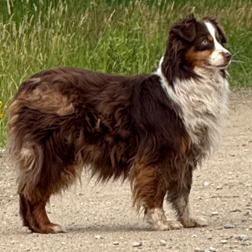 Enlarge Red aka Scout, a Adoptable Australian Shepherd in Ada, MN image 5/6
