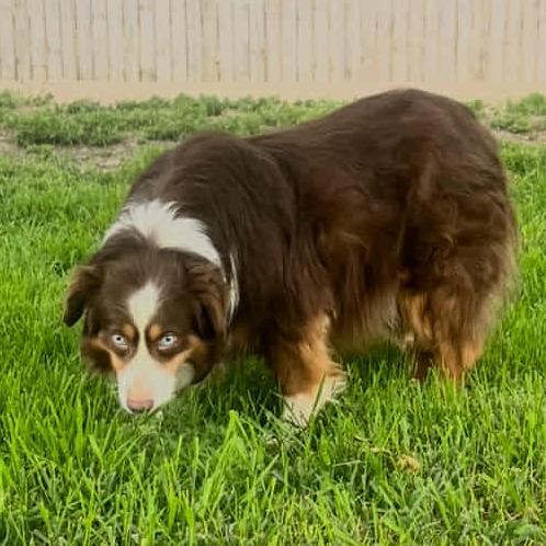 Enlarge Red aka Scout, a Adoptable Australian Shepherd in Ada, MN image 6/6