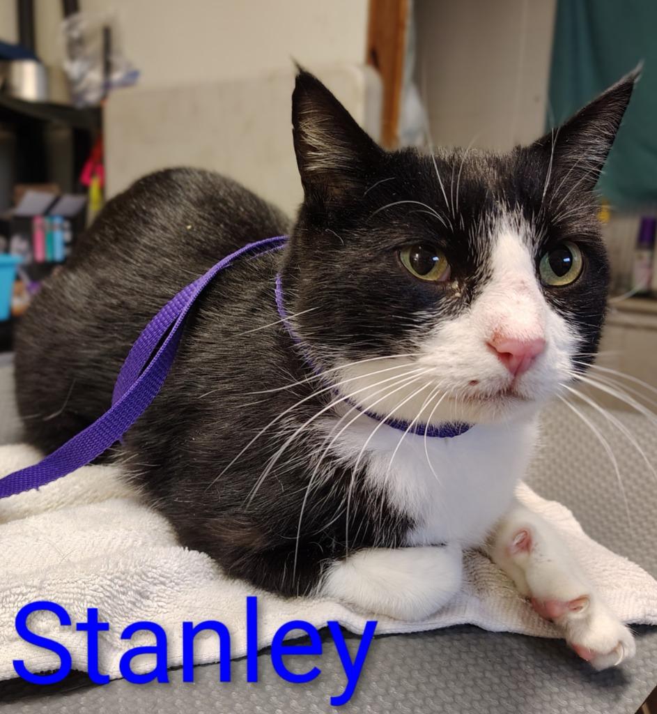Stanley, Adopted, Adult Male Domestic Short Hair.