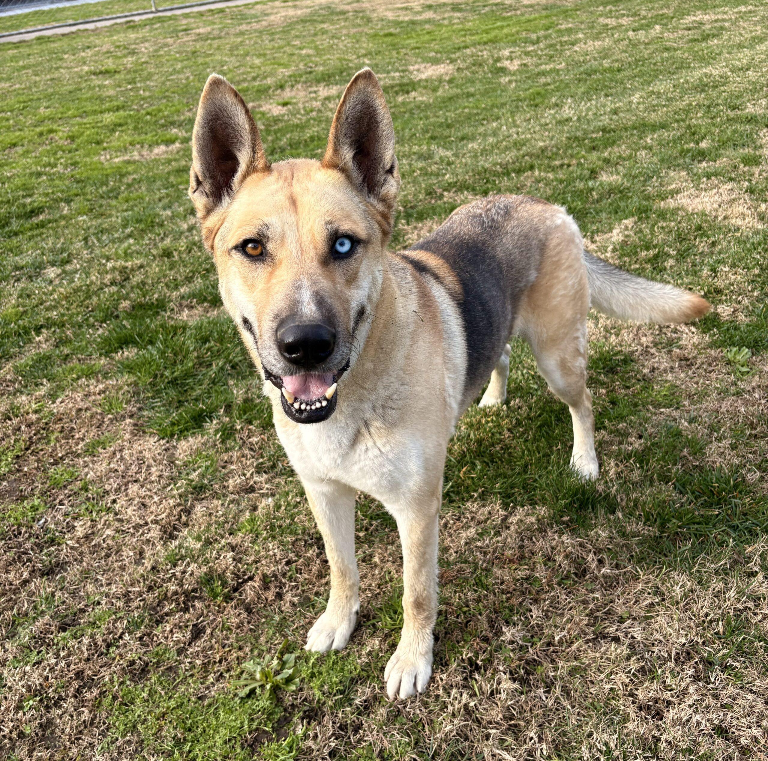 Enlarge Maverick, a Adoptable mixed breed in Lathrop, CA image 1/4