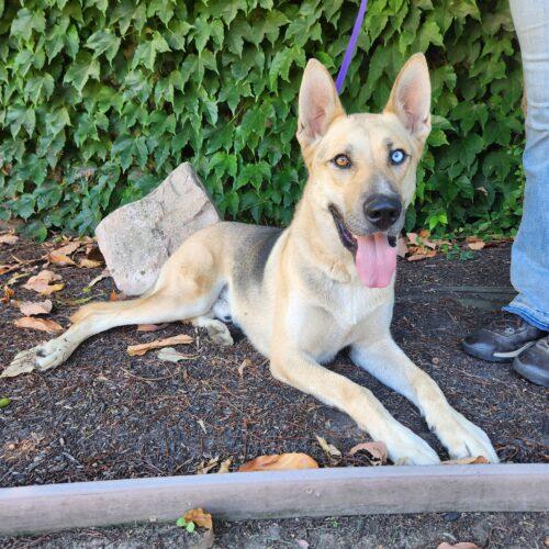 Maverick, Adoptable, Adult Male German Shepherd Dog & Husky.