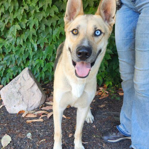Enlarge Maverick, a Adoptable mixed breed in Lathrop, CA image 3/4