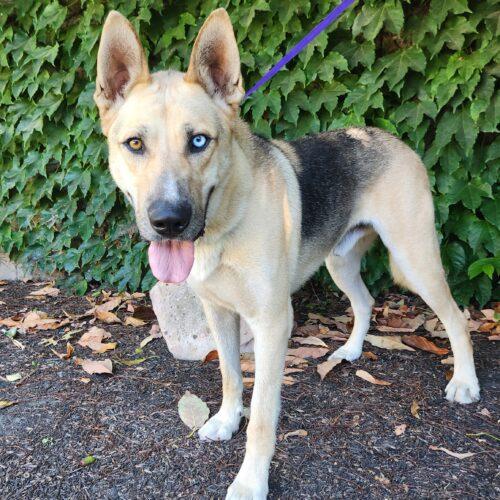 Enlarge Maverick, a Adoptable mixed breed in Lathrop, CA image 4/4