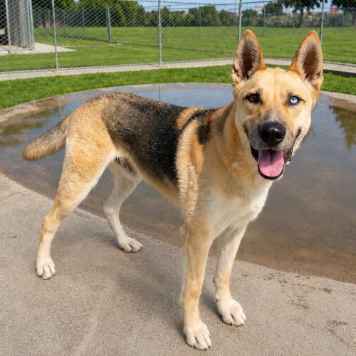 Maverick, a Adoptable mixed breed in Lathrop, CA image 6/6