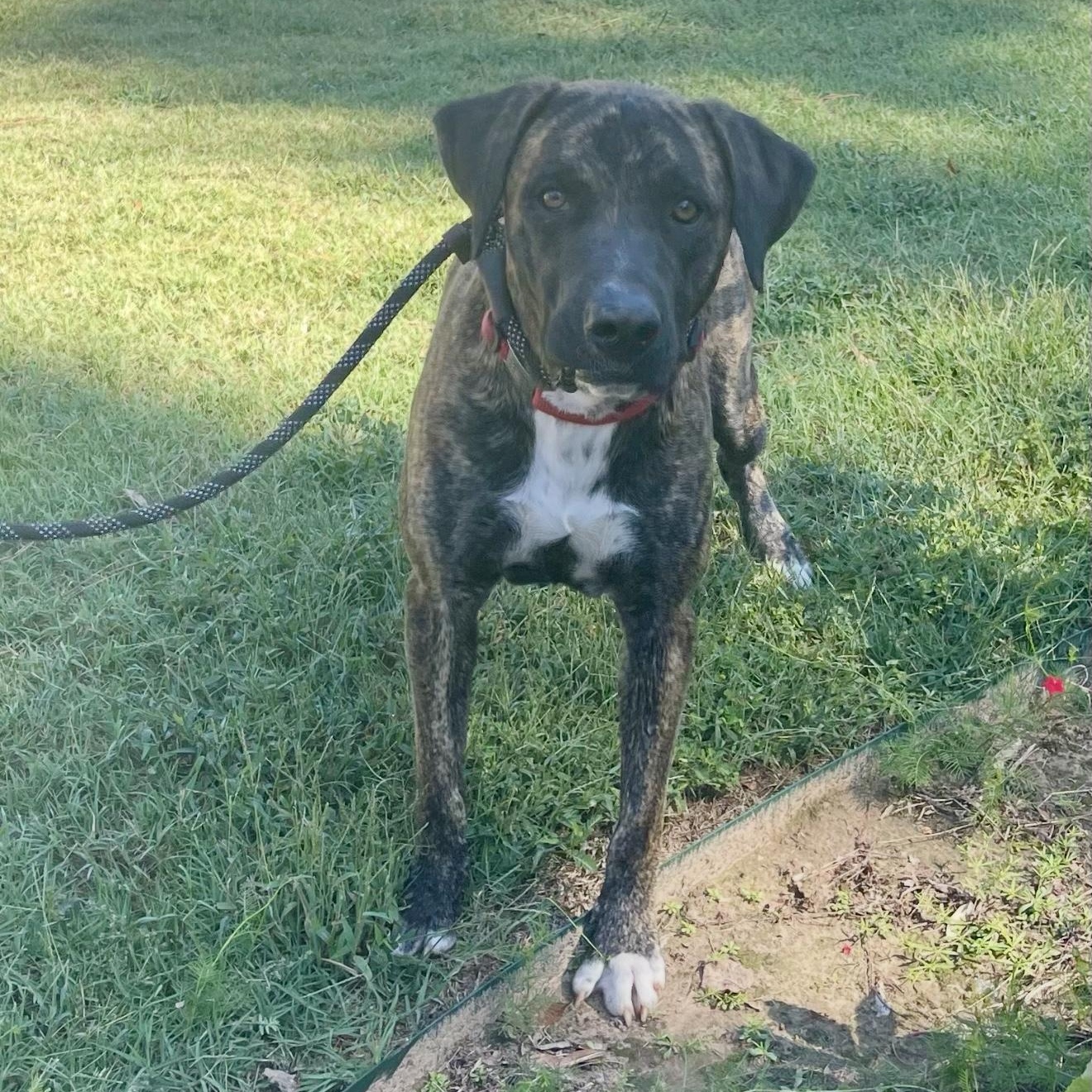 Joe, Adoptable, Adult Male Mastiff.