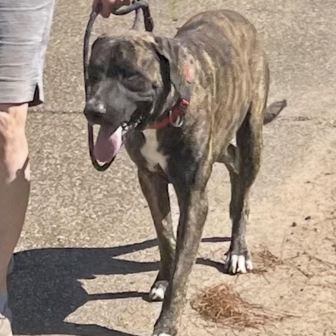 Joe, a Adoptable mixed breed in Boulder, CO image 3/3