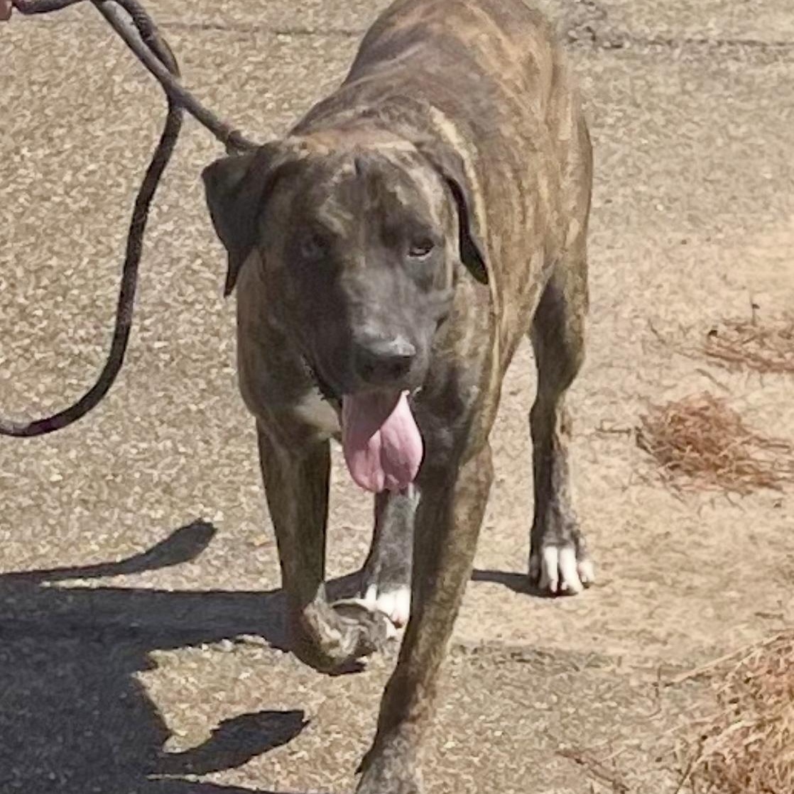 Joe, a Adoptable mixed breed in Boulder, CO image 2/3