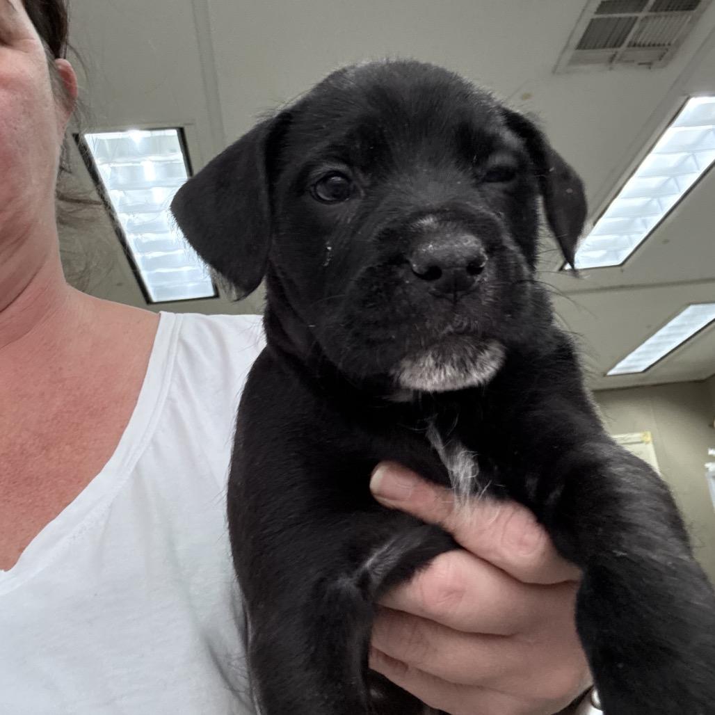 CT Mags avail Apr 18, a Adoptable mixed breed in Stormville, NY image 1/6