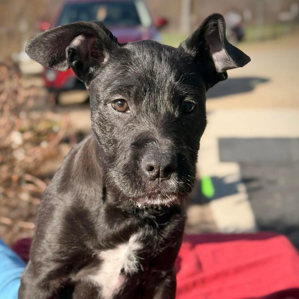 CT Mags avail Apr 18, a Adoptable mixed breed in Stormville, NY image 2/6