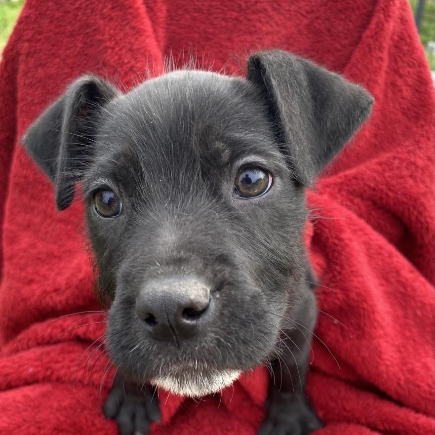 CT Mags avail Apr 18, a Adoptable mixed breed in Stormville, NY image 3/6