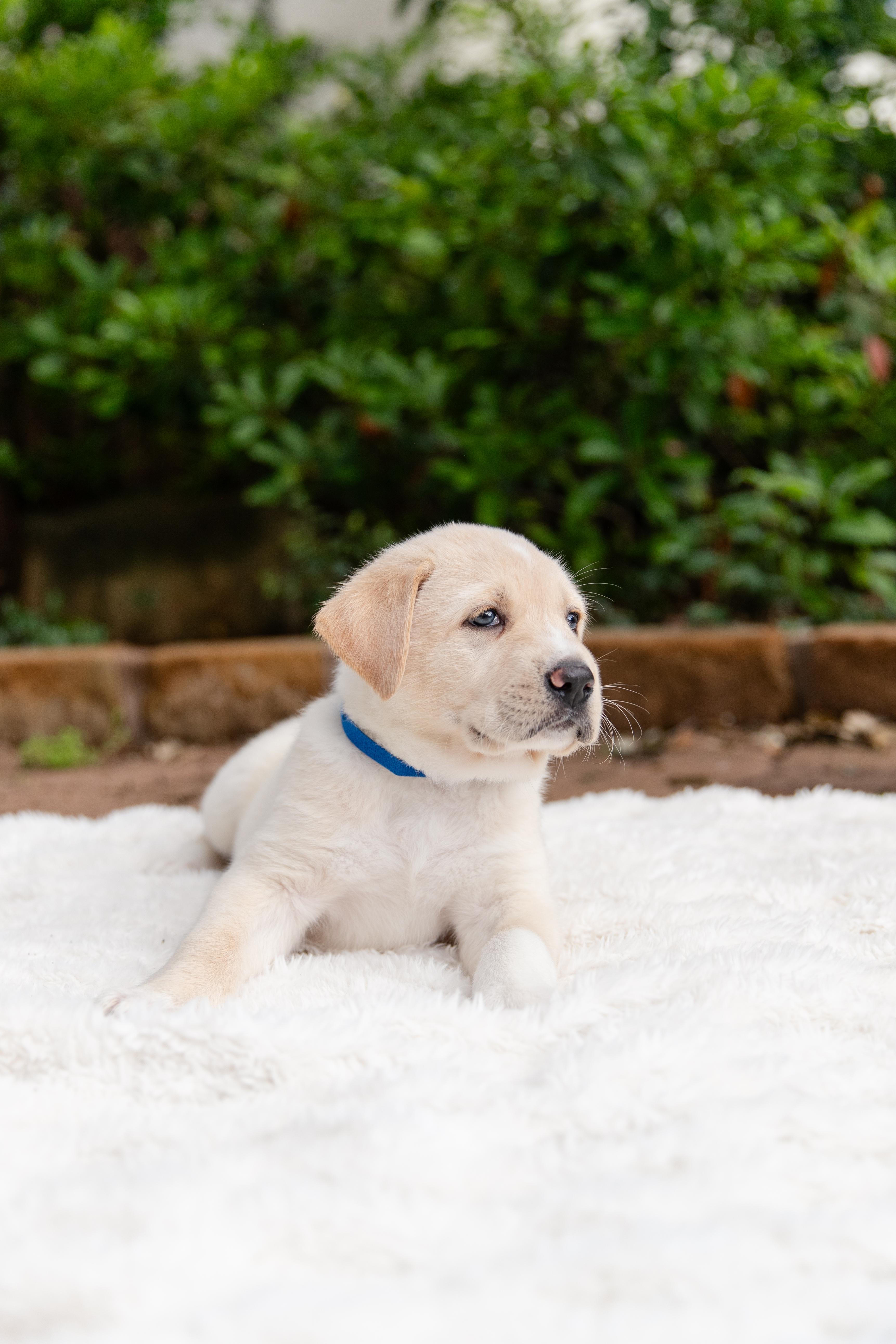 Enlarge Goliath, an adopted mixed breed in Pflugerville, TX image 3/5