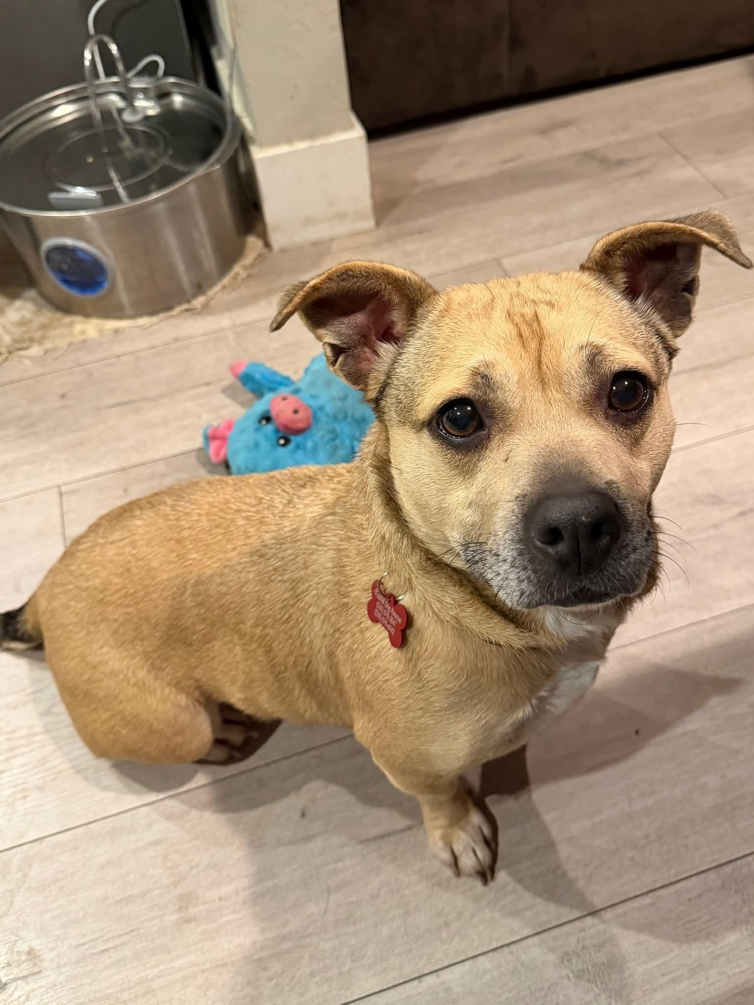 26Aspen, ADOPTABLE, Adult Female Mixed Breed.