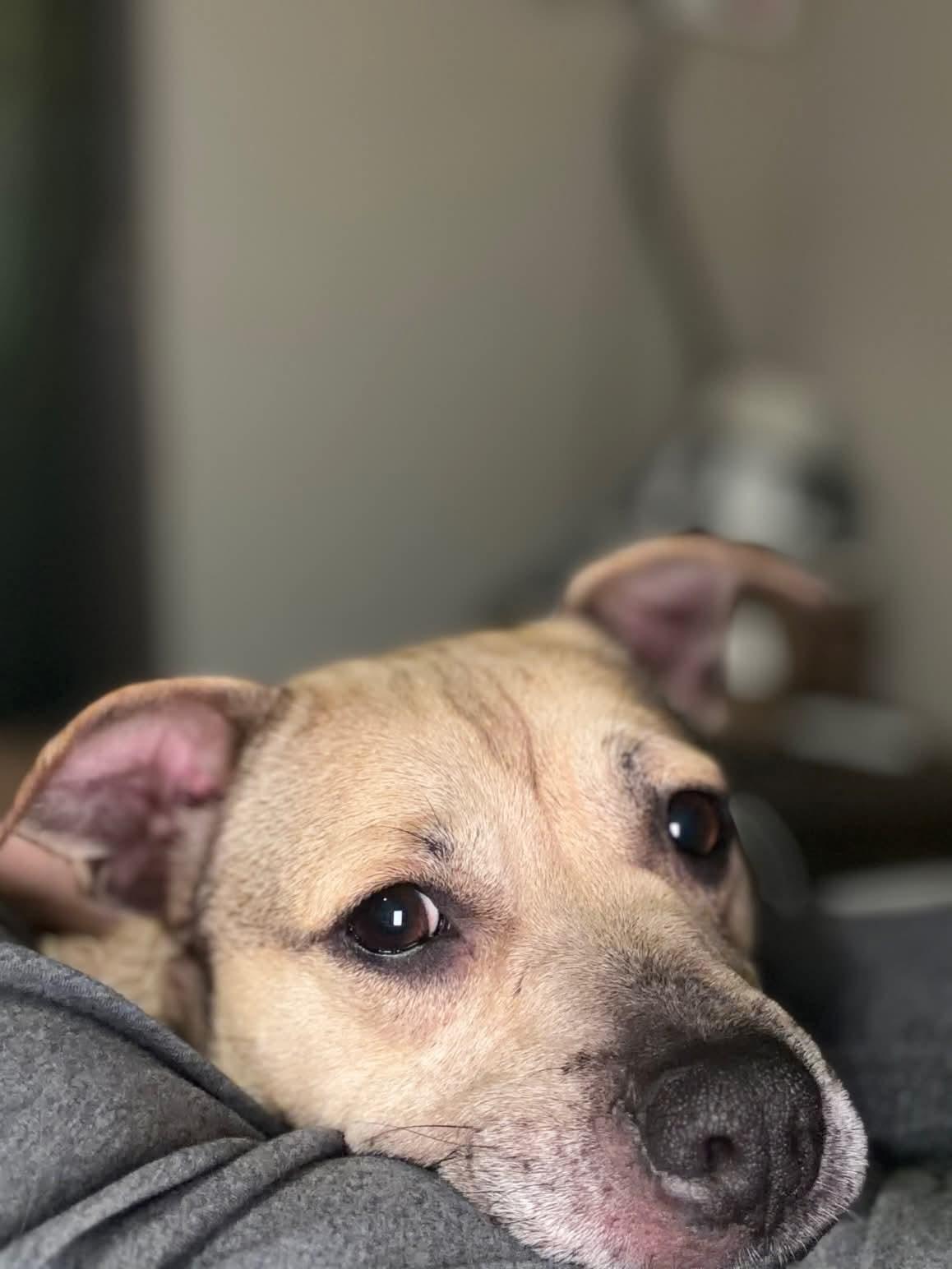 26Aspen, a ADOPTABLE mixed breed in Shingle Springs, CA image 4/5