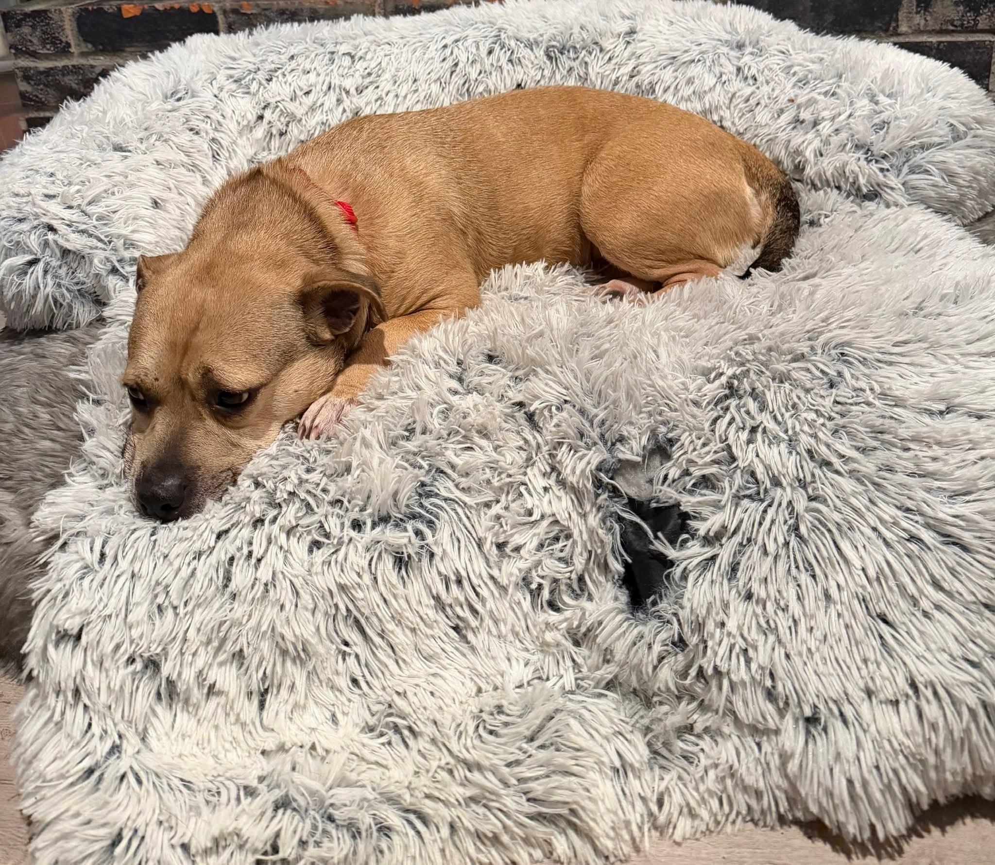 26Aspen, a ADOPTABLE mixed breed in Shingle Springs, CA image 5/5