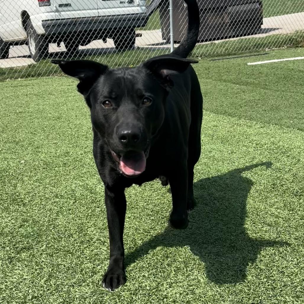 Enlarge Garcia, a Adoptable Mixed Breed in Batavia, OH image 1/6