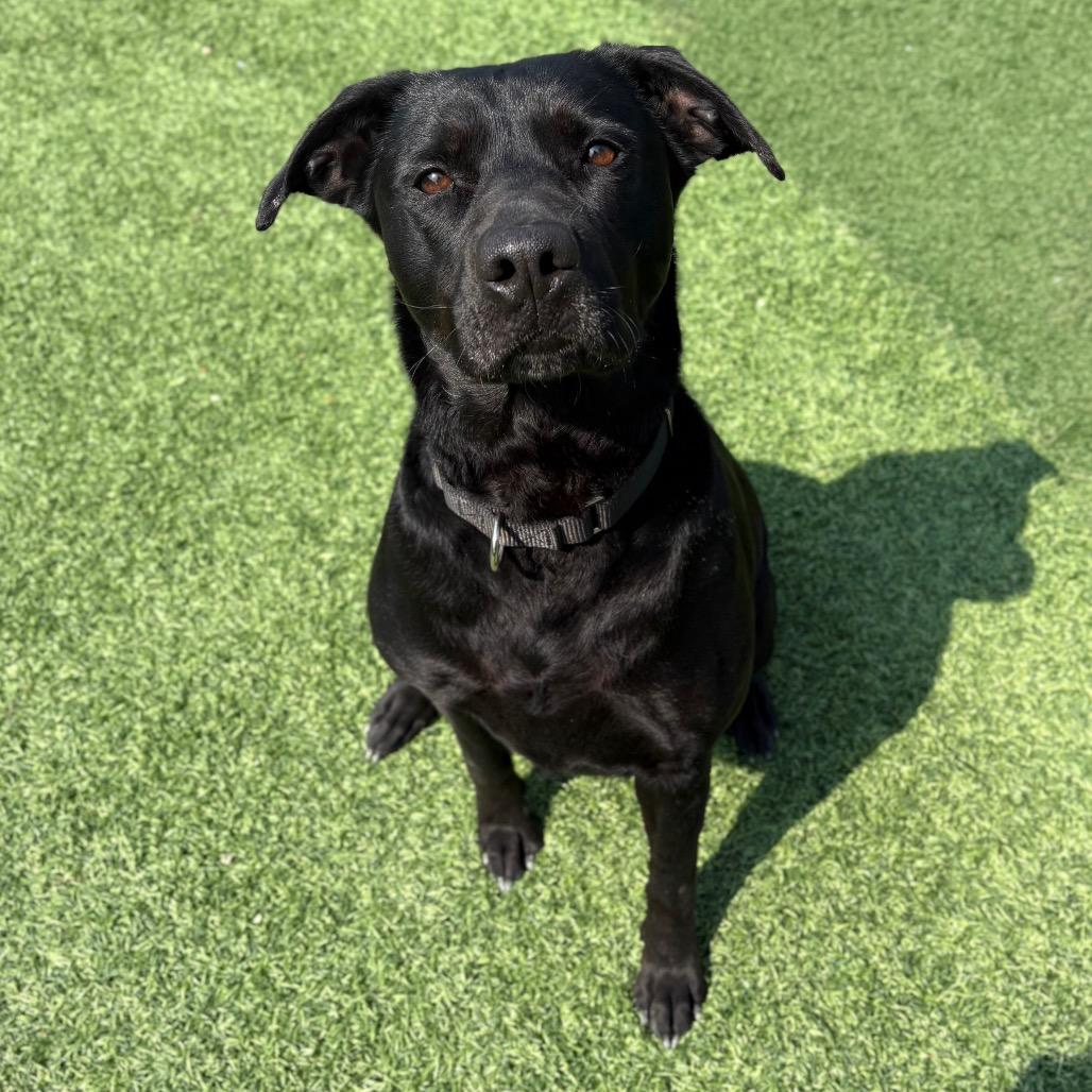 Enlarge Garcia, a Adoptable Mixed Breed in Batavia, OH image 2/6