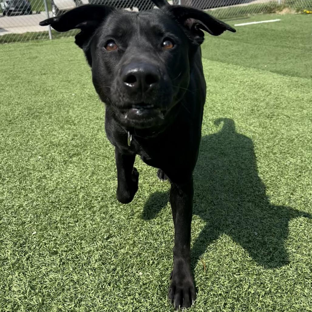 Enlarge Garcia, a Adoptable Mixed Breed in Batavia, OH image 3/6