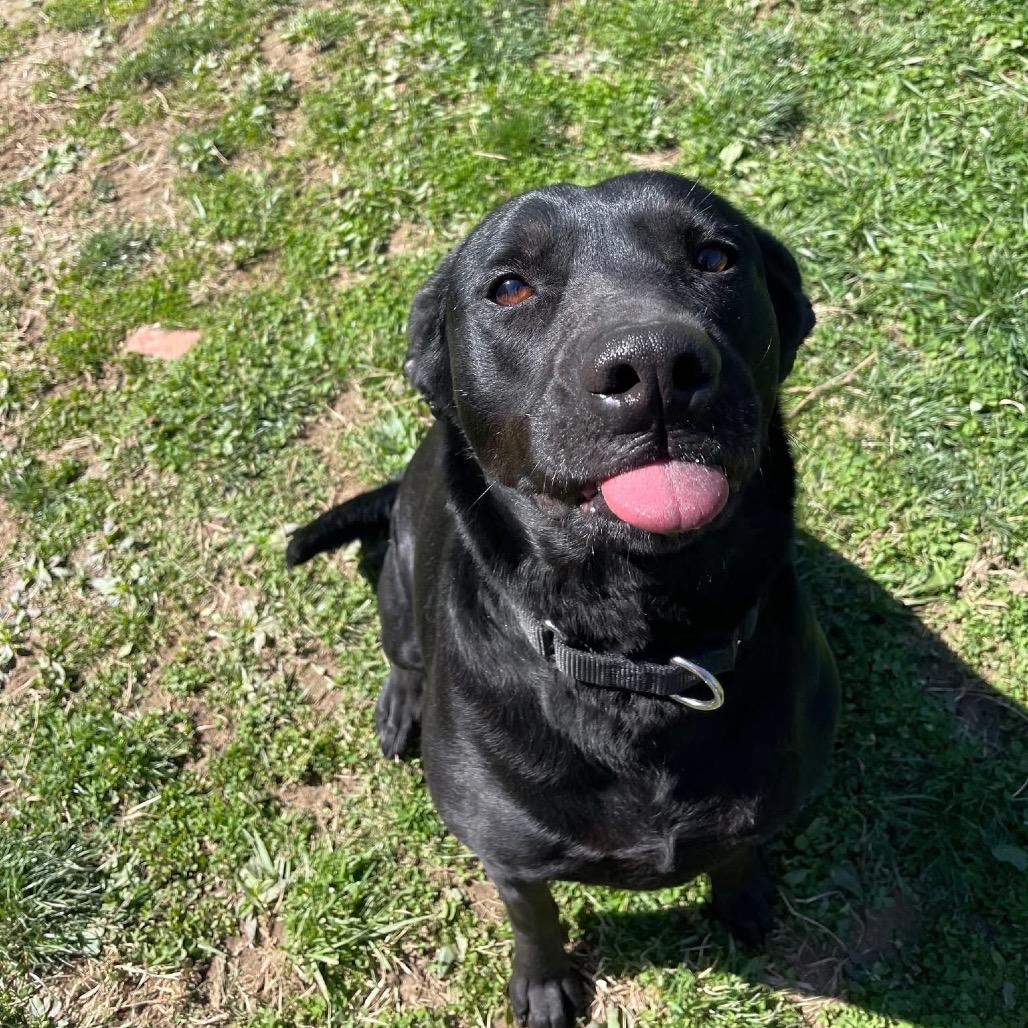 Enlarge Garcia, a Adoptable Mixed Breed in Batavia, OH image 4/6