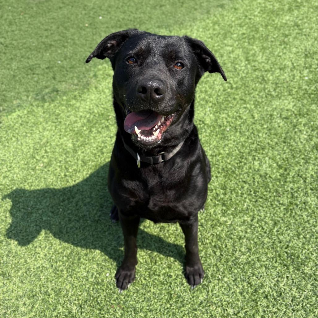 Enlarge Garcia, a Adoptable Mixed Breed in Batavia, OH image 5/6