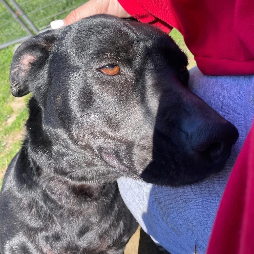 Enlarge Garcia, a Adoptable Mixed Breed in Batavia, OH image 6/6