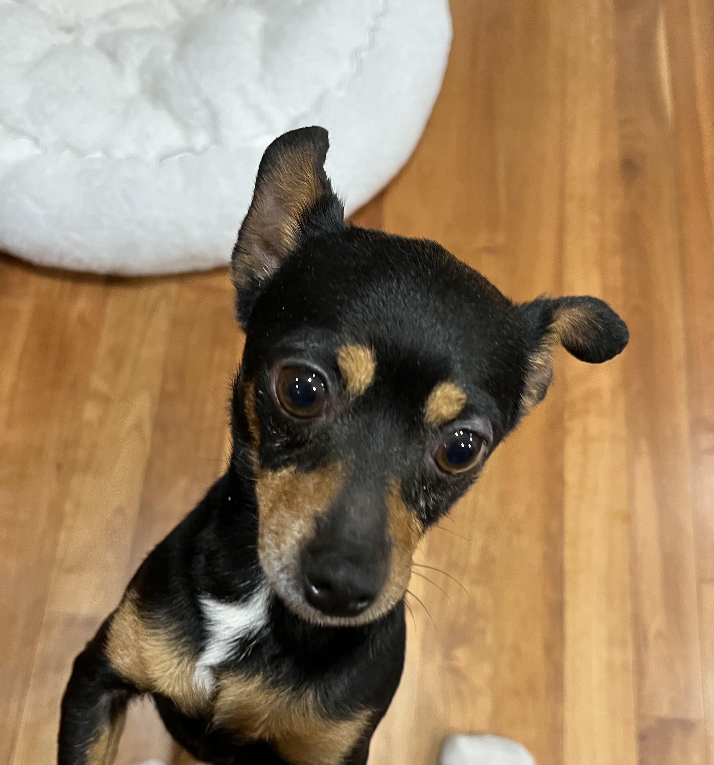 Gloria, a ADOPTABLE mixed breed in Barnegat, NJ image 2/6