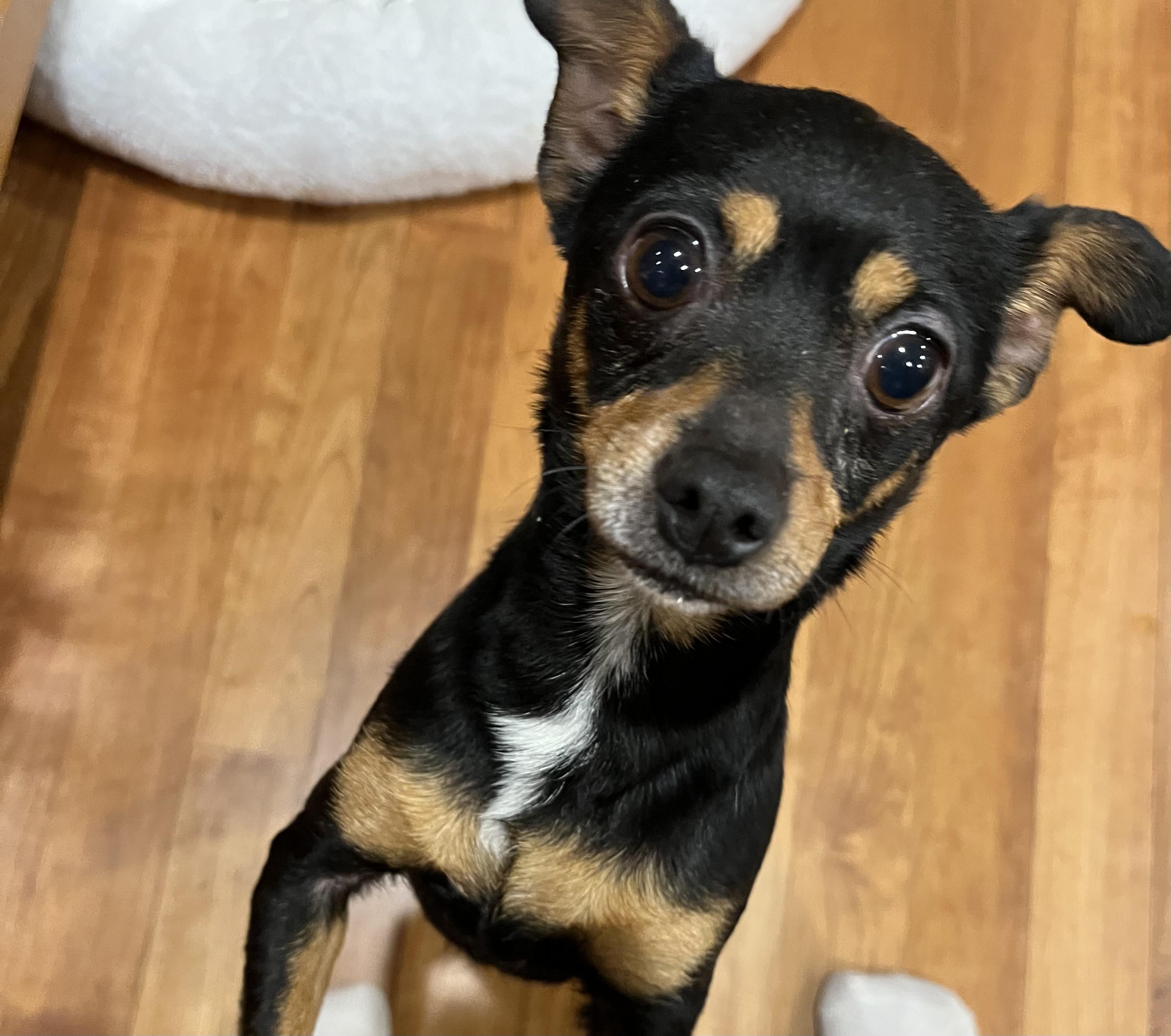 Gloria, a ADOPTABLE mixed breed in Barnegat, NJ image 1/6