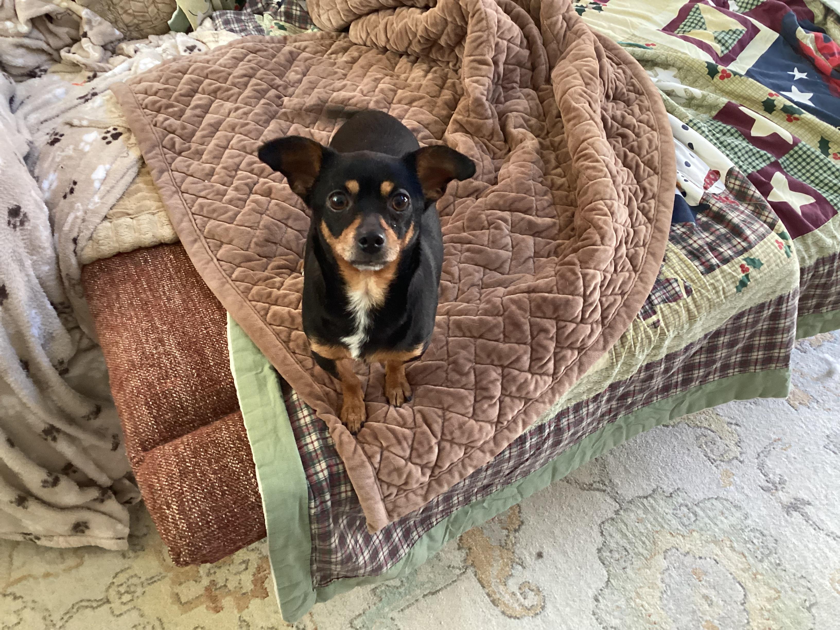 Gloria, a ADOPTABLE mixed breed in Barnegat, NJ image 3/6