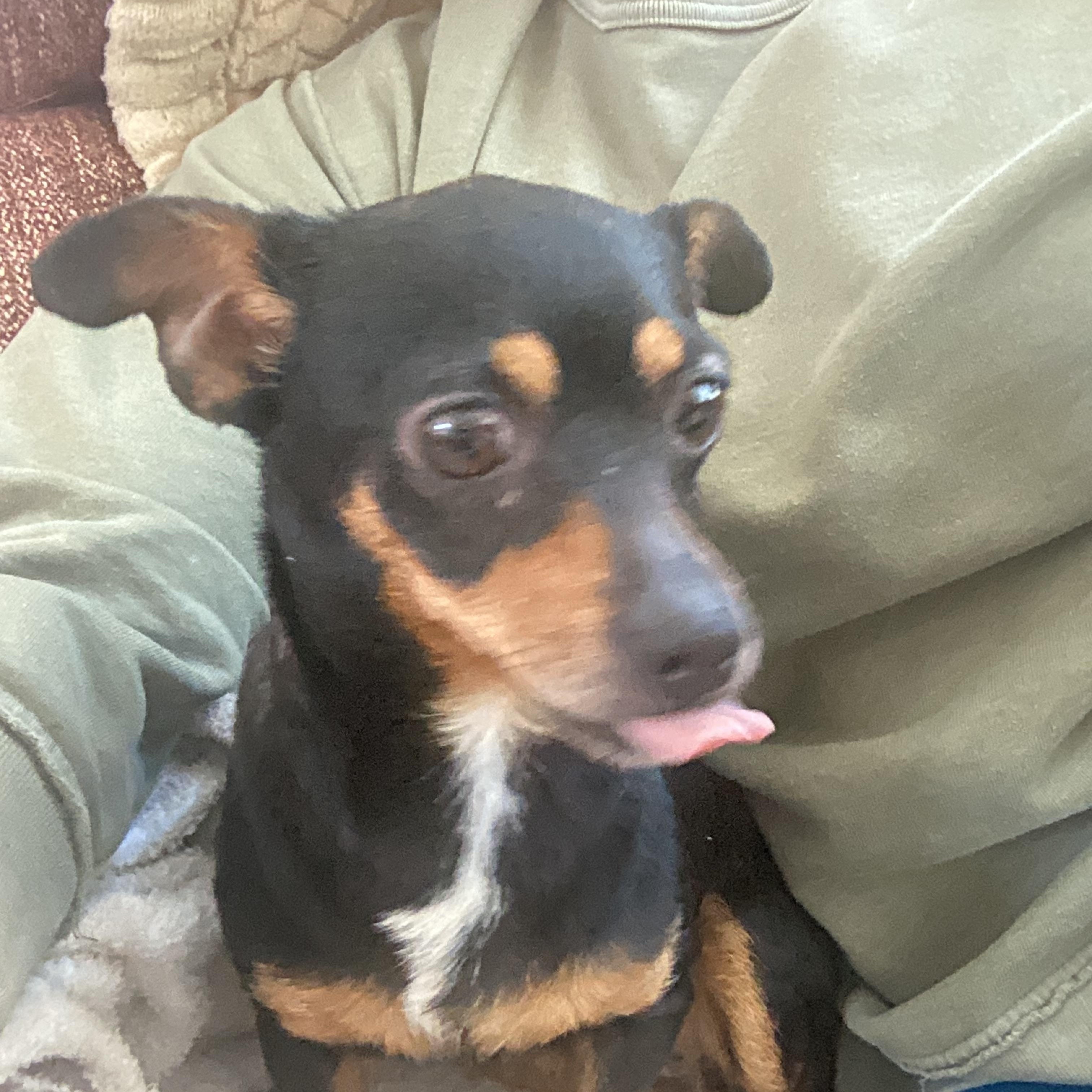 Gloria, a ADOPTABLE mixed breed in Barnegat, NJ image 5/6