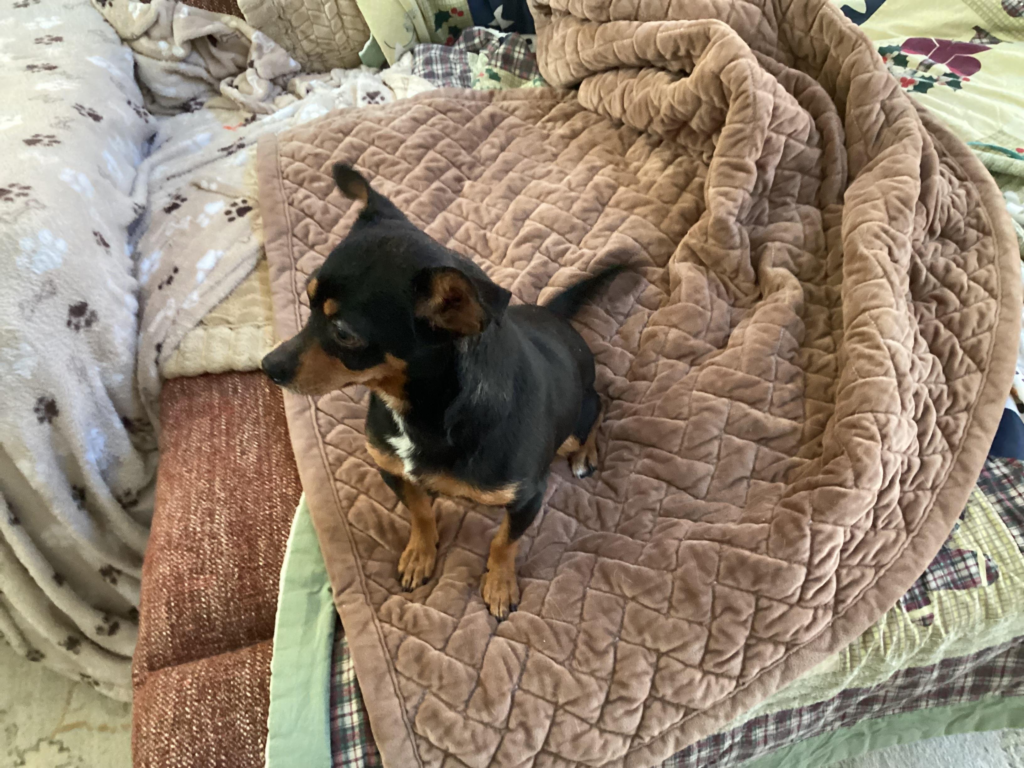 Gloria, a ADOPTABLE mixed breed in Barnegat, NJ image 4/6