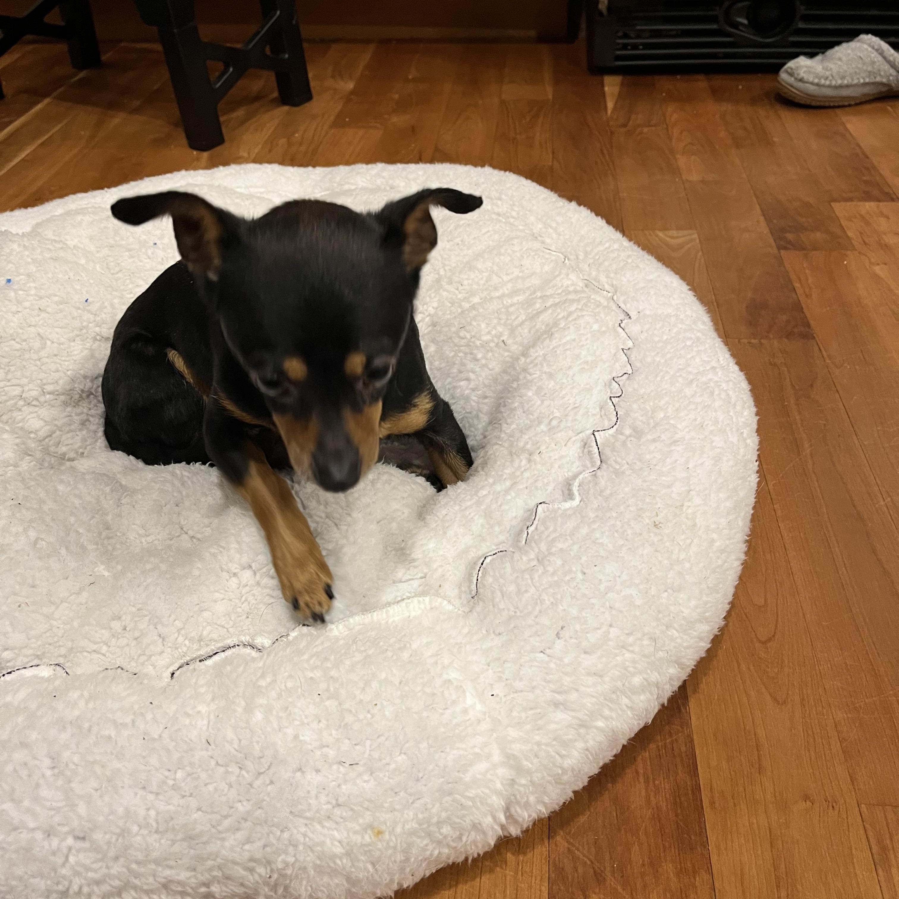 Gloria, a ADOPTABLE mixed breed in Barnegat, NJ image 6/6