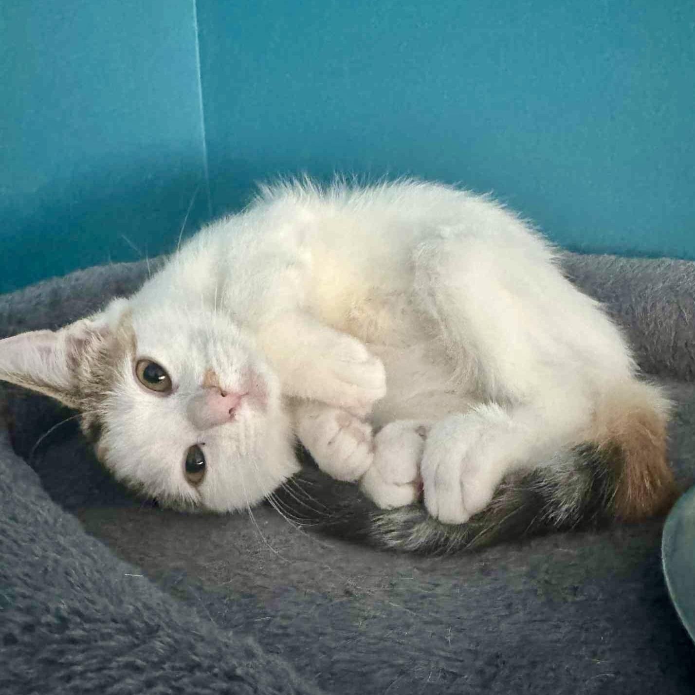 Taylor, Adoptable, Kitten Female Calico.