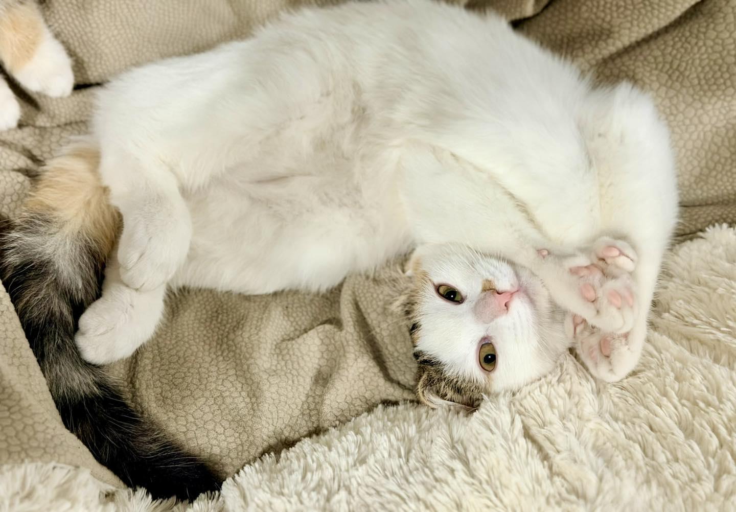 Taylor, a Adoptable Calico in Bethel, CT image 2/6