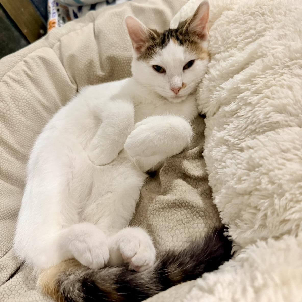 Taylor, a Adoptable Calico in Bethel, CT image 1/6