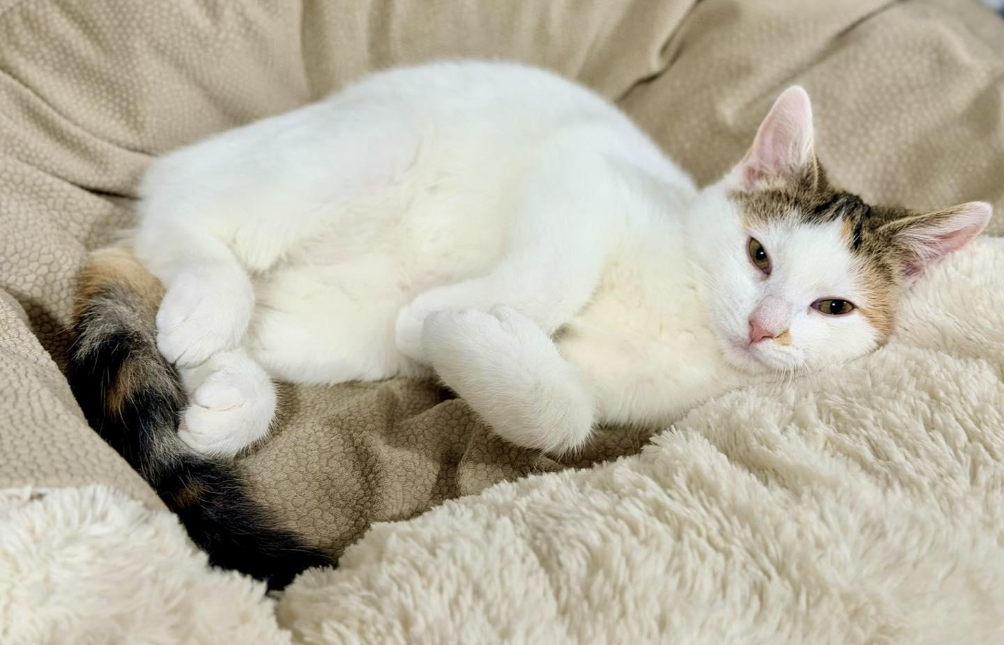 Taylor, a Adoptable Calico in Bethel, CT image 3/6