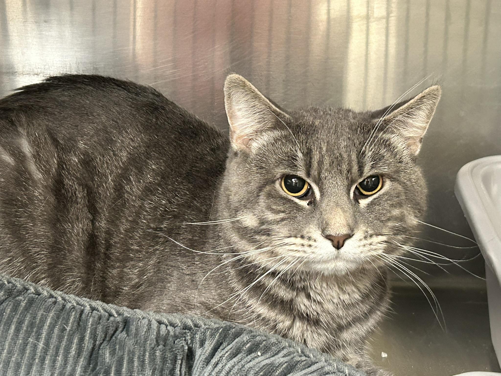 Enlarge Neo, a ADOPTABLE Domestic Short Hair in Sudbury, MA image 2/2