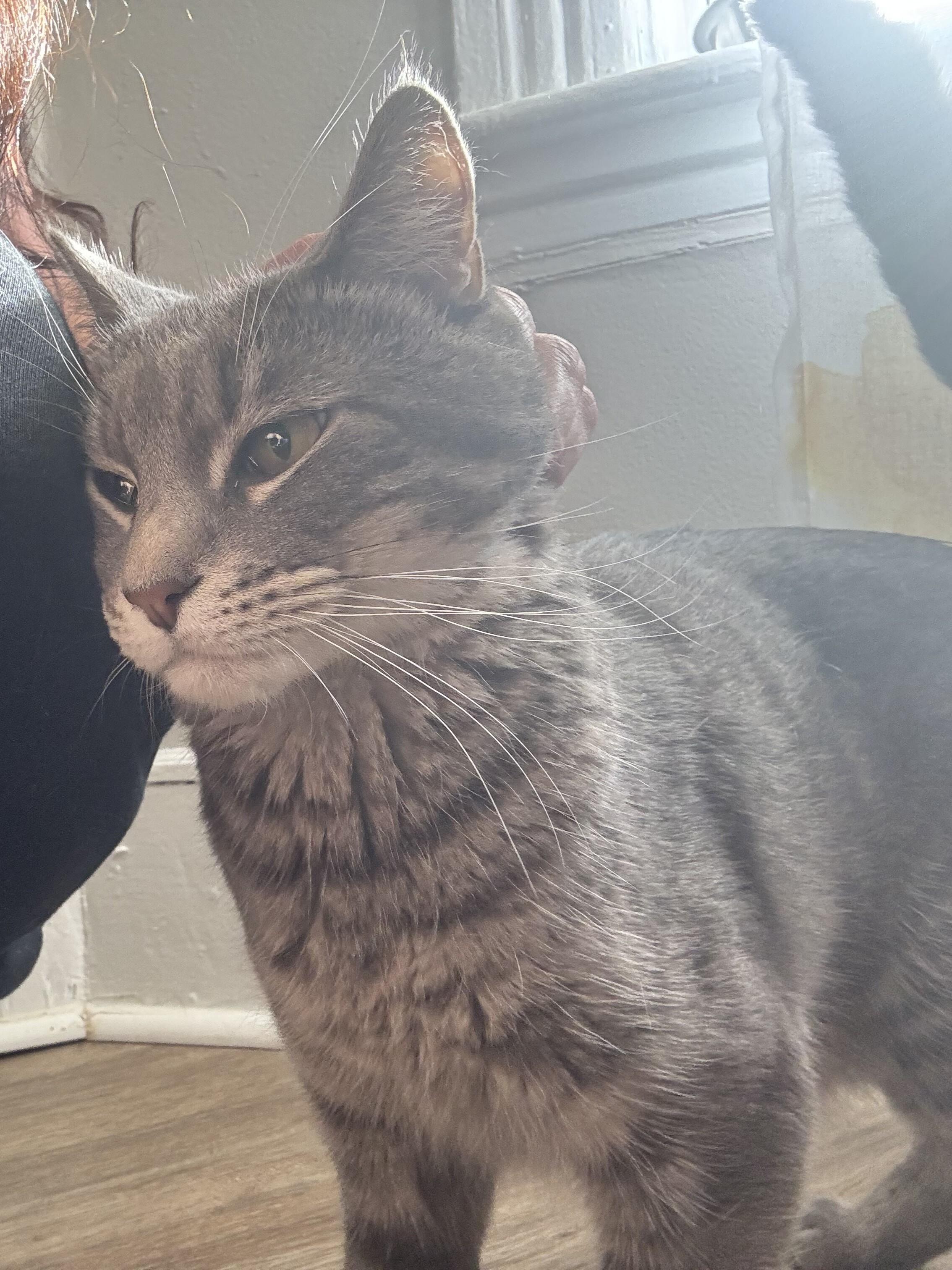 Neo, ADOPTABLE, Adult Male Domestic Short Hair.