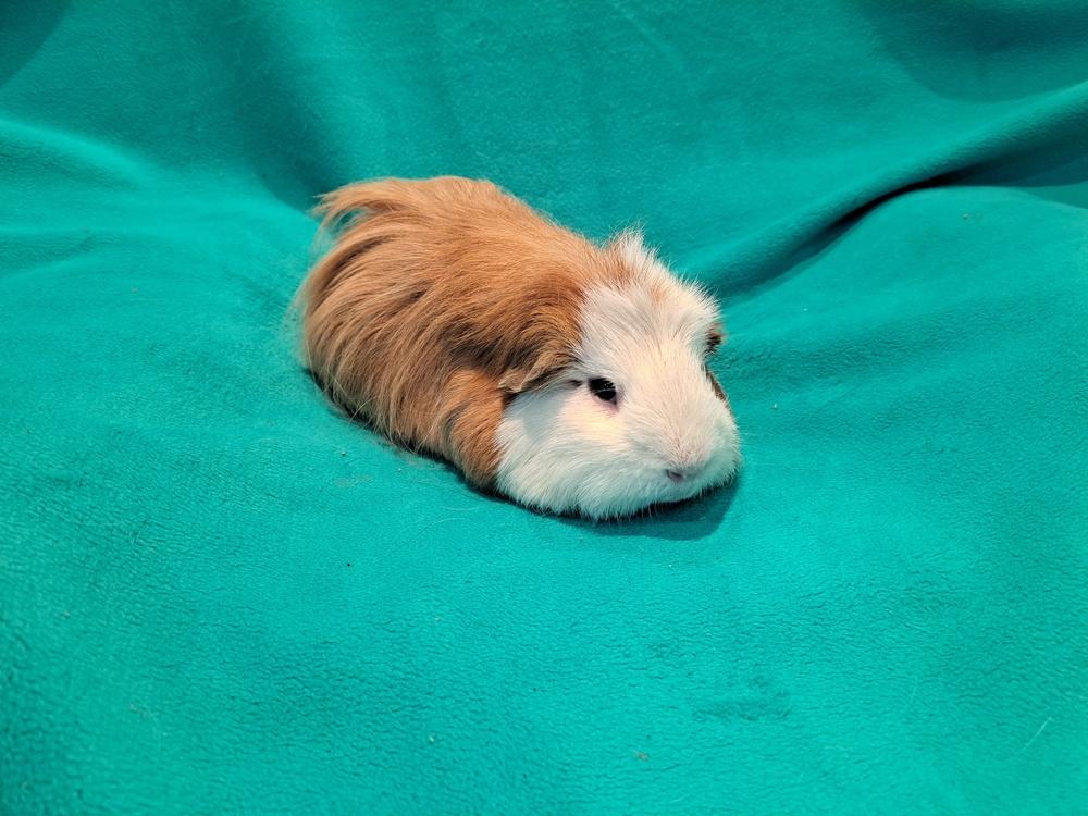 Enlarge Basil and Boris, a Adoptable mixed breed in South Bend, IN image 1/5