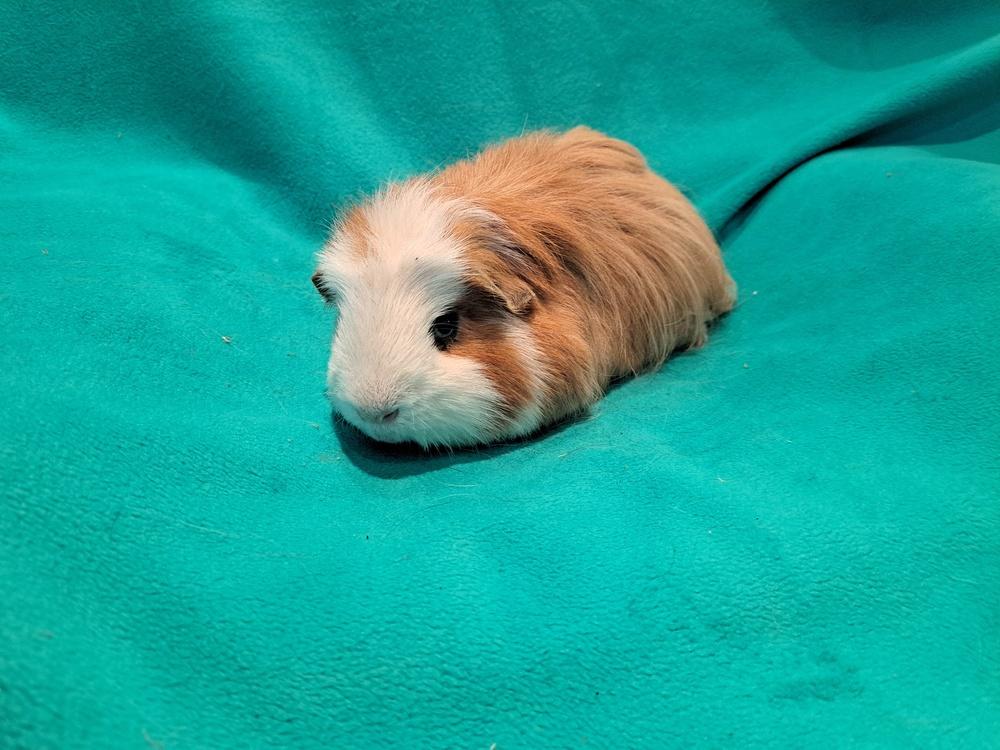 Enlarge Basil and Boris, a Adoptable mixed breed in South Bend, IN image 4/5