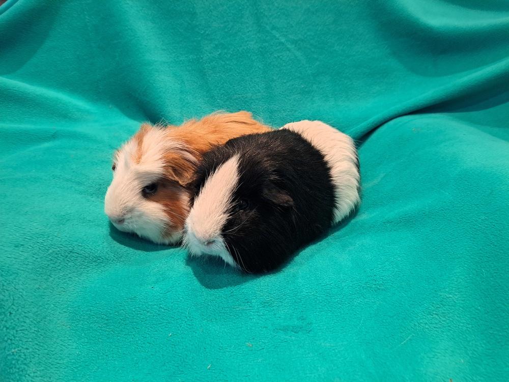 Enlarge Basil and Boris, a Adoptable mixed breed in South Bend, IN image 5/5