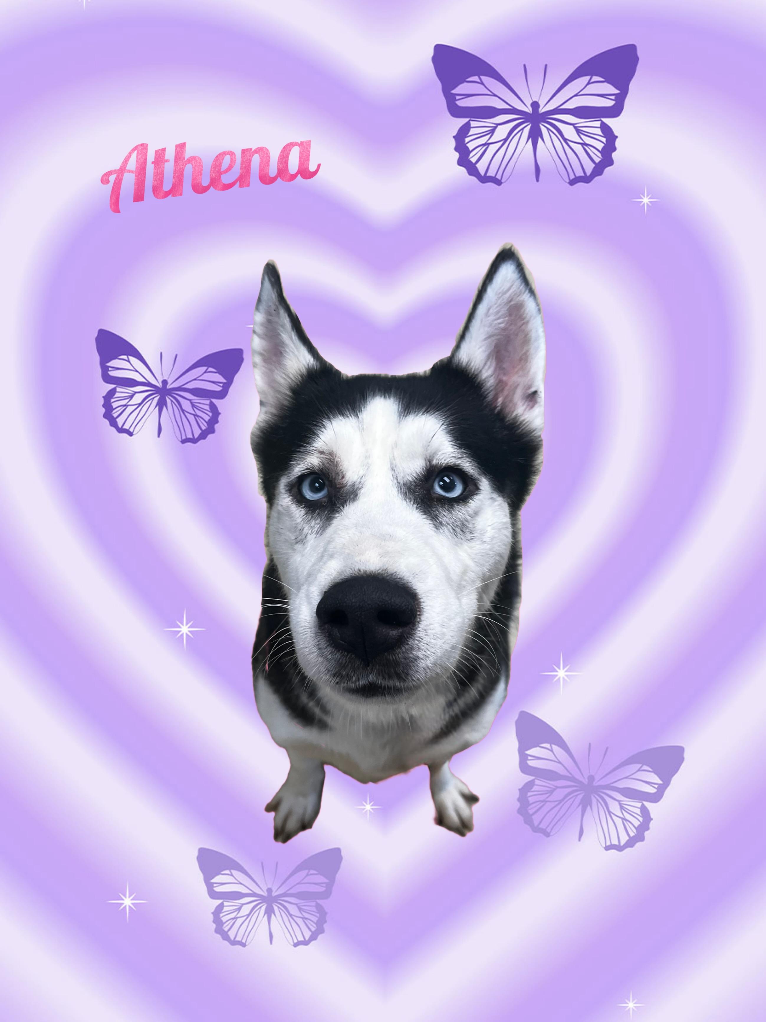 Athena, ADOPTABLE, Adult Female Siberian Husky.